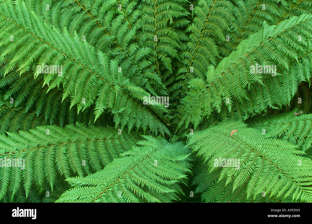 Tree fern fronds, Australia Stock Photo