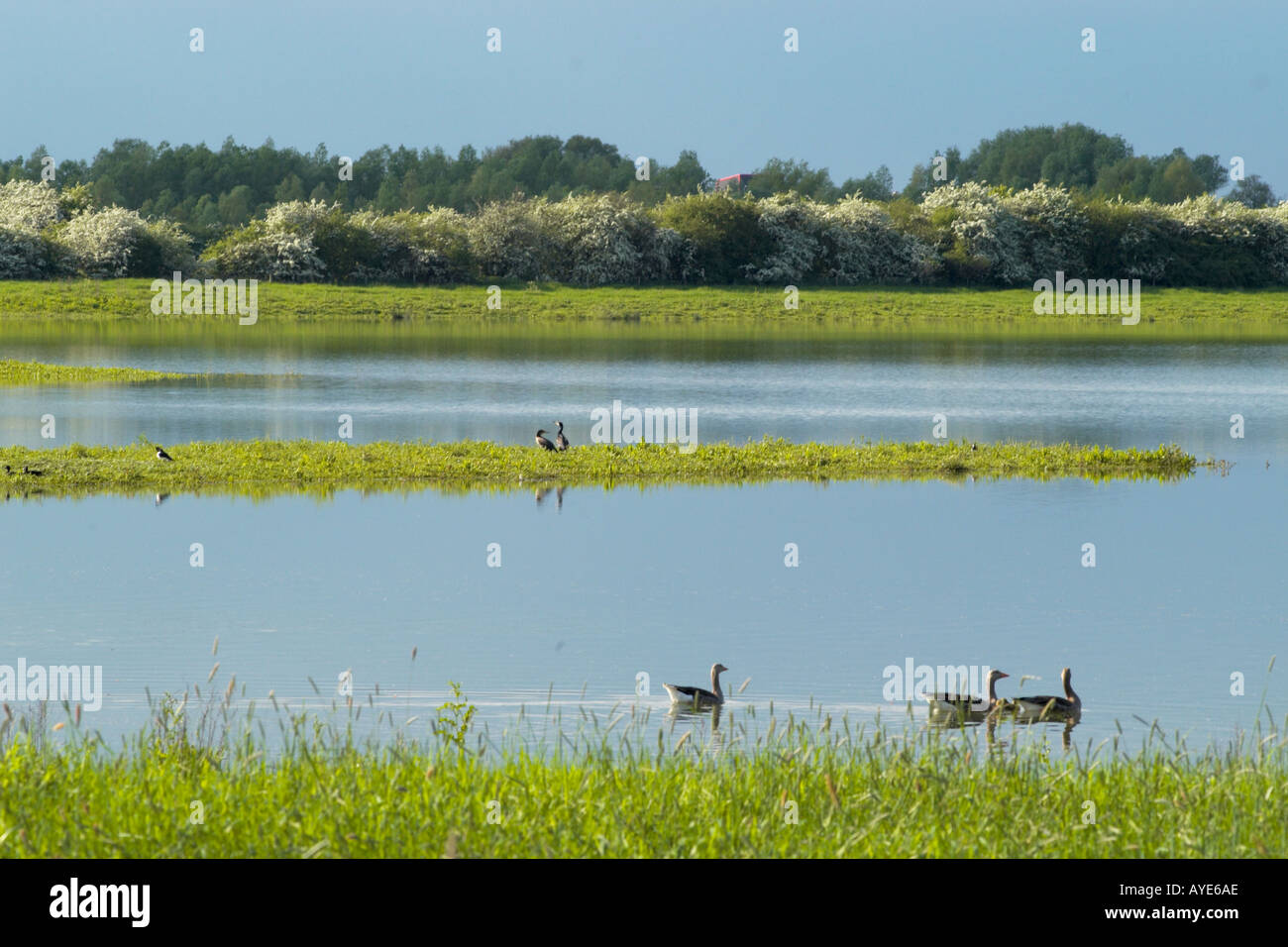 Fendrayton nature reserve formed from reclaimed gravel pits Stock Photo Alamy