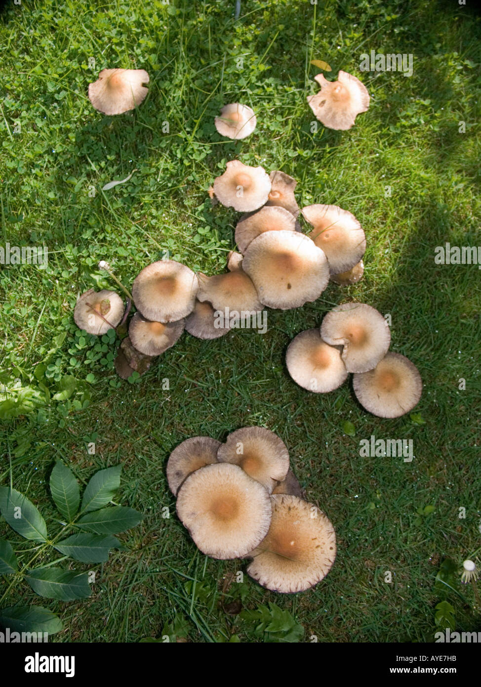 Lachrymaria Velutina growing in grass Stock Photo