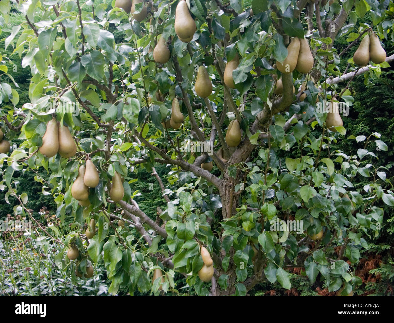 Large crop of Conference Pears on tree Stock Photo