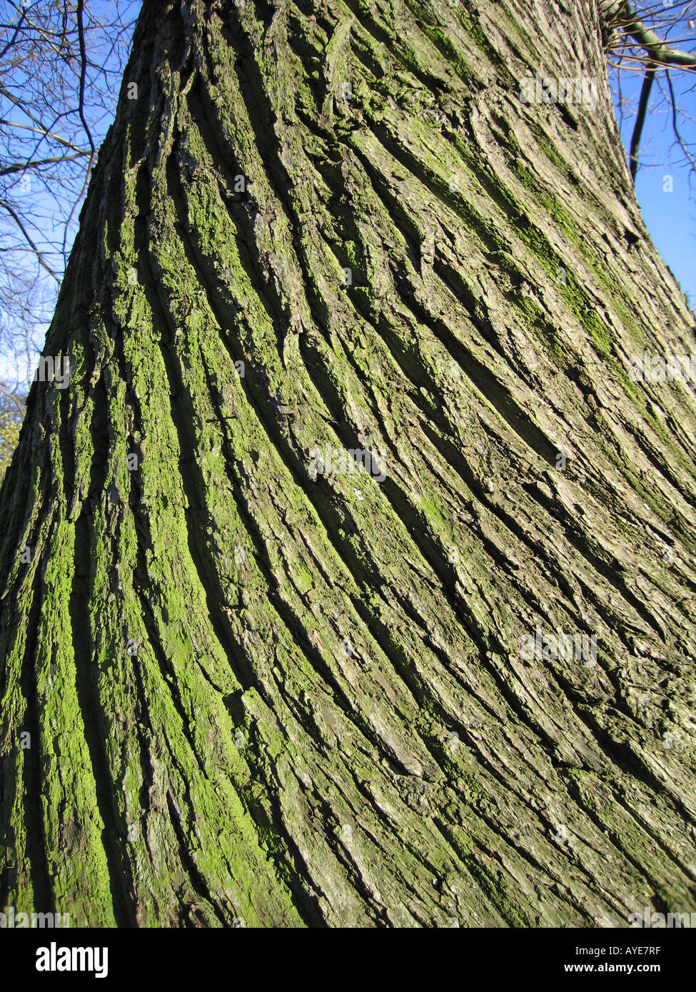 Spiral pattern tree bark Stock Photo Alamy