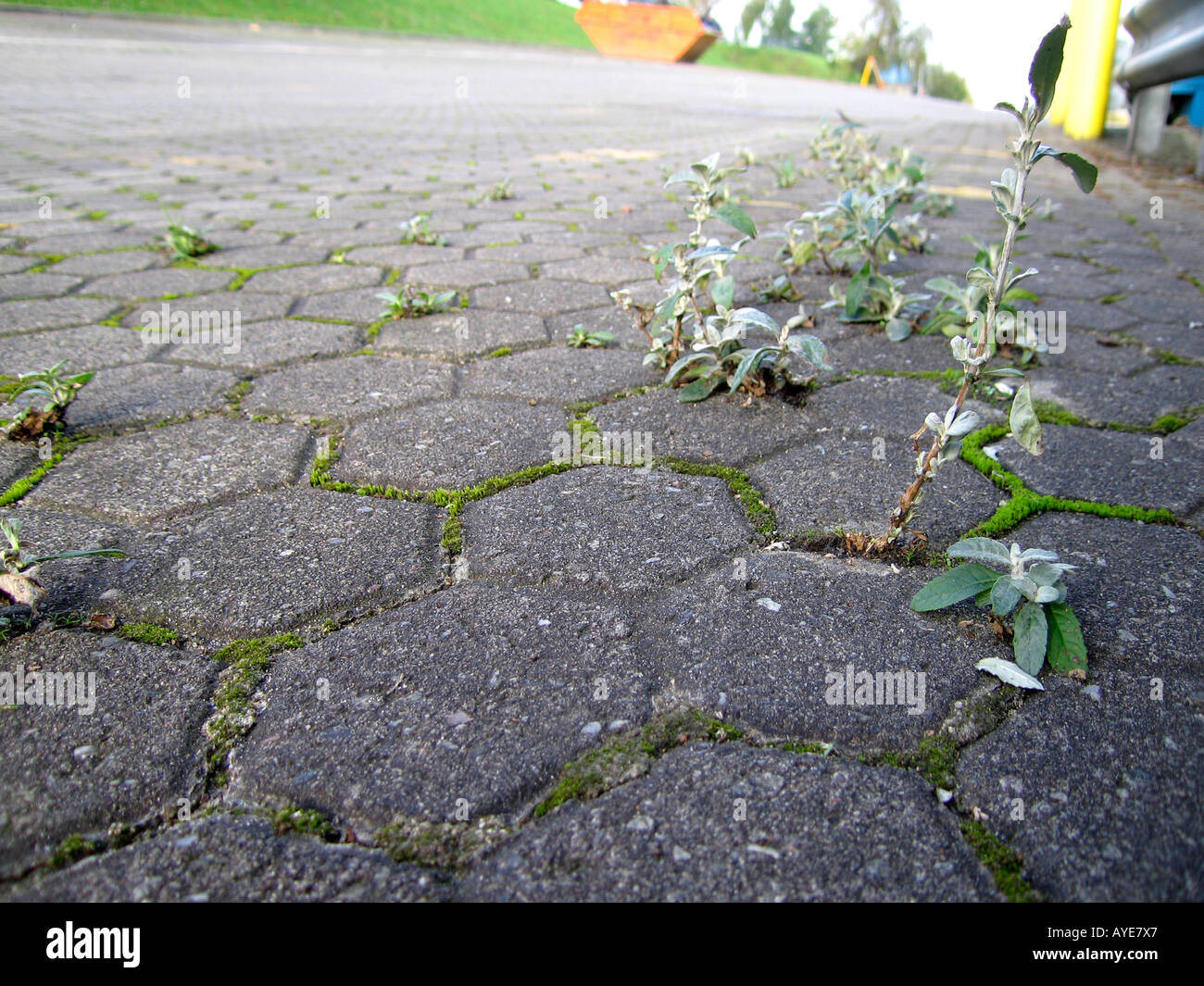 Weeds growing out of paved roadway Stock Photo Alamy