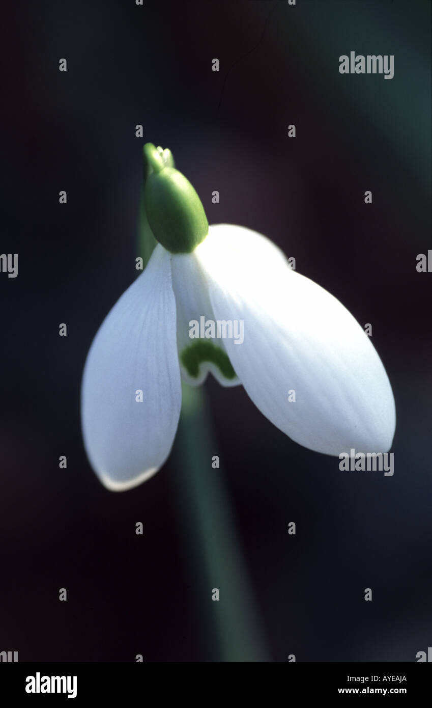 Snowdrop Galanthus Sam Arnott Stock Photo - Alamy