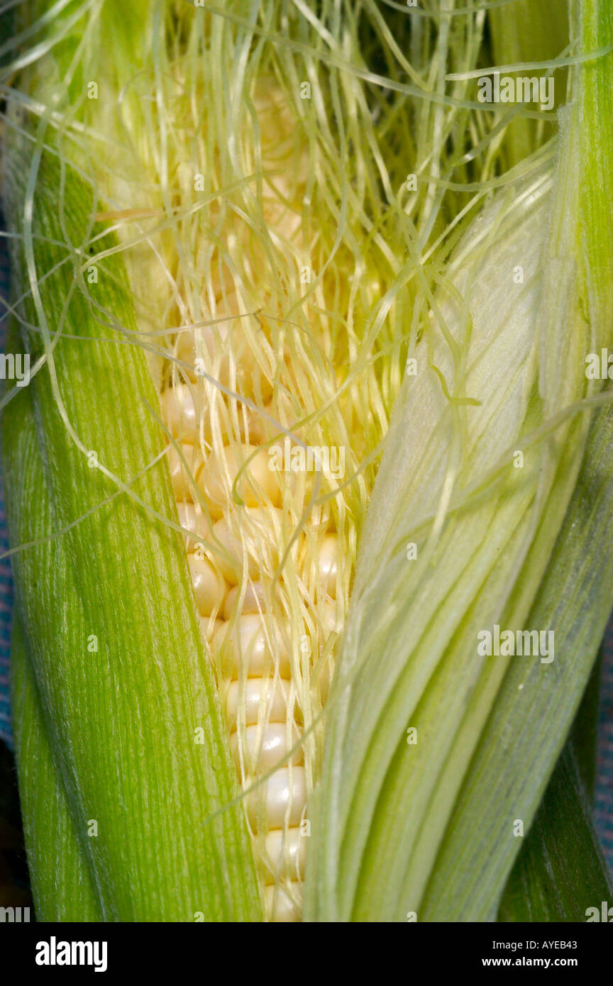 corn silk  Stock Photo