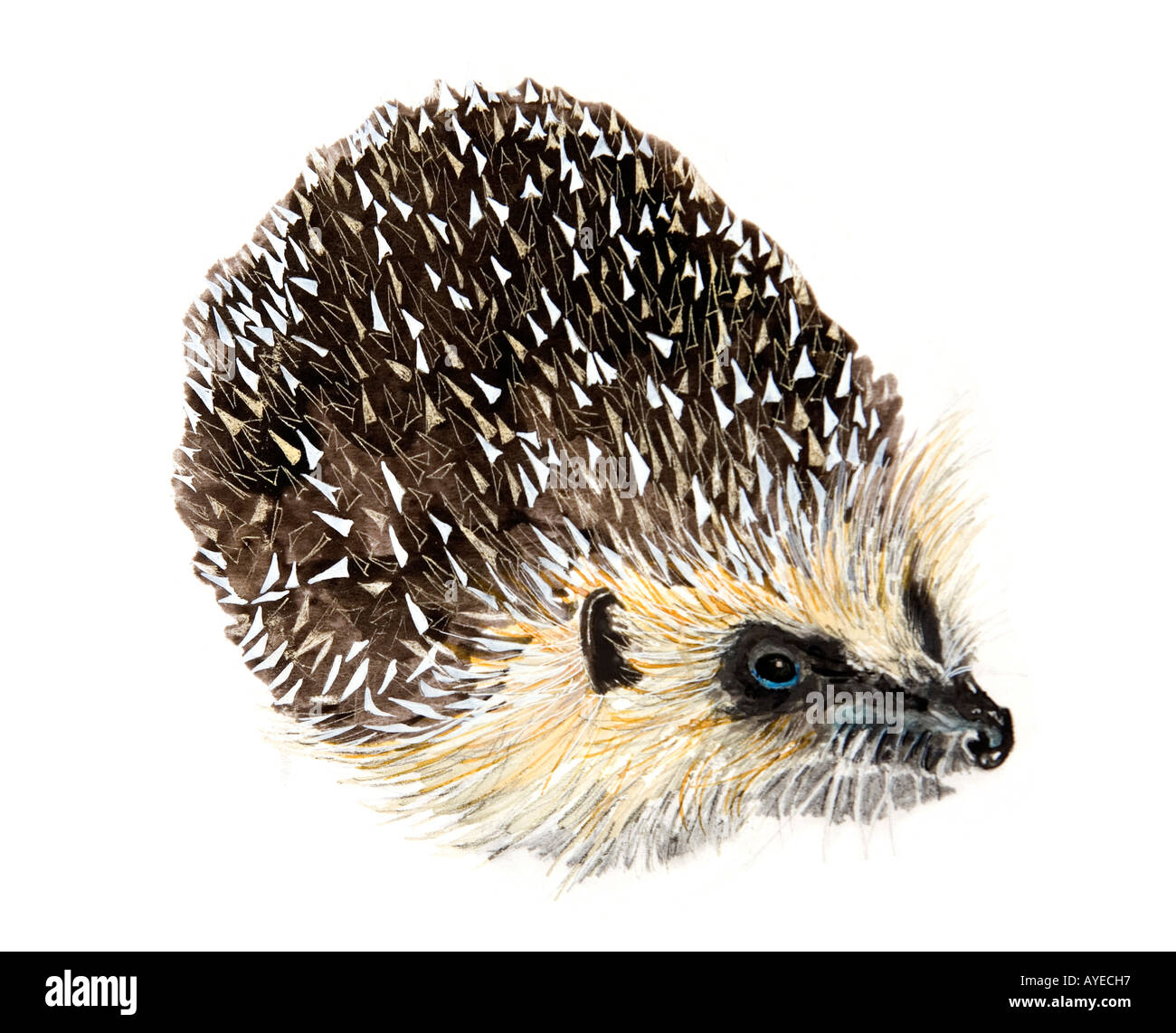 Hedgehog Erinaceus europaeus multimedia illustration Stock Photo
