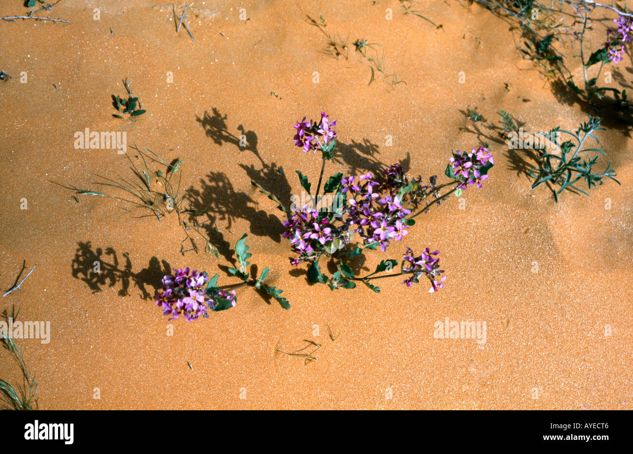 Saudi Arabia Desert Flowers Stock Photo Alamy
