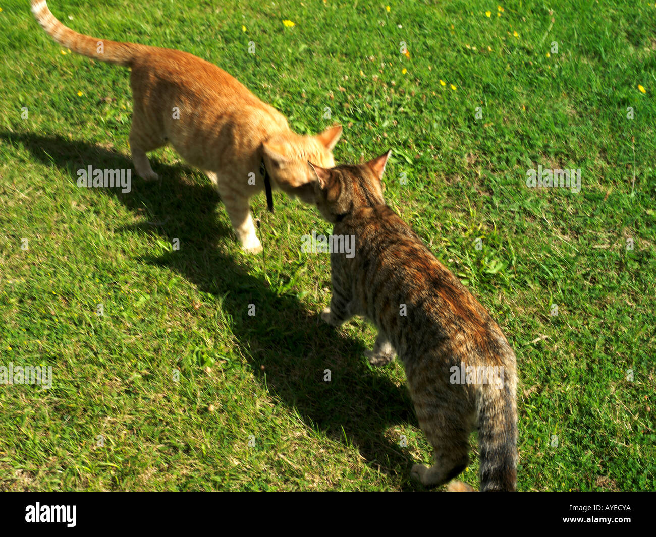 Two Cats Greeting Mother and Daughter Ginger Female and Tortoiseshell