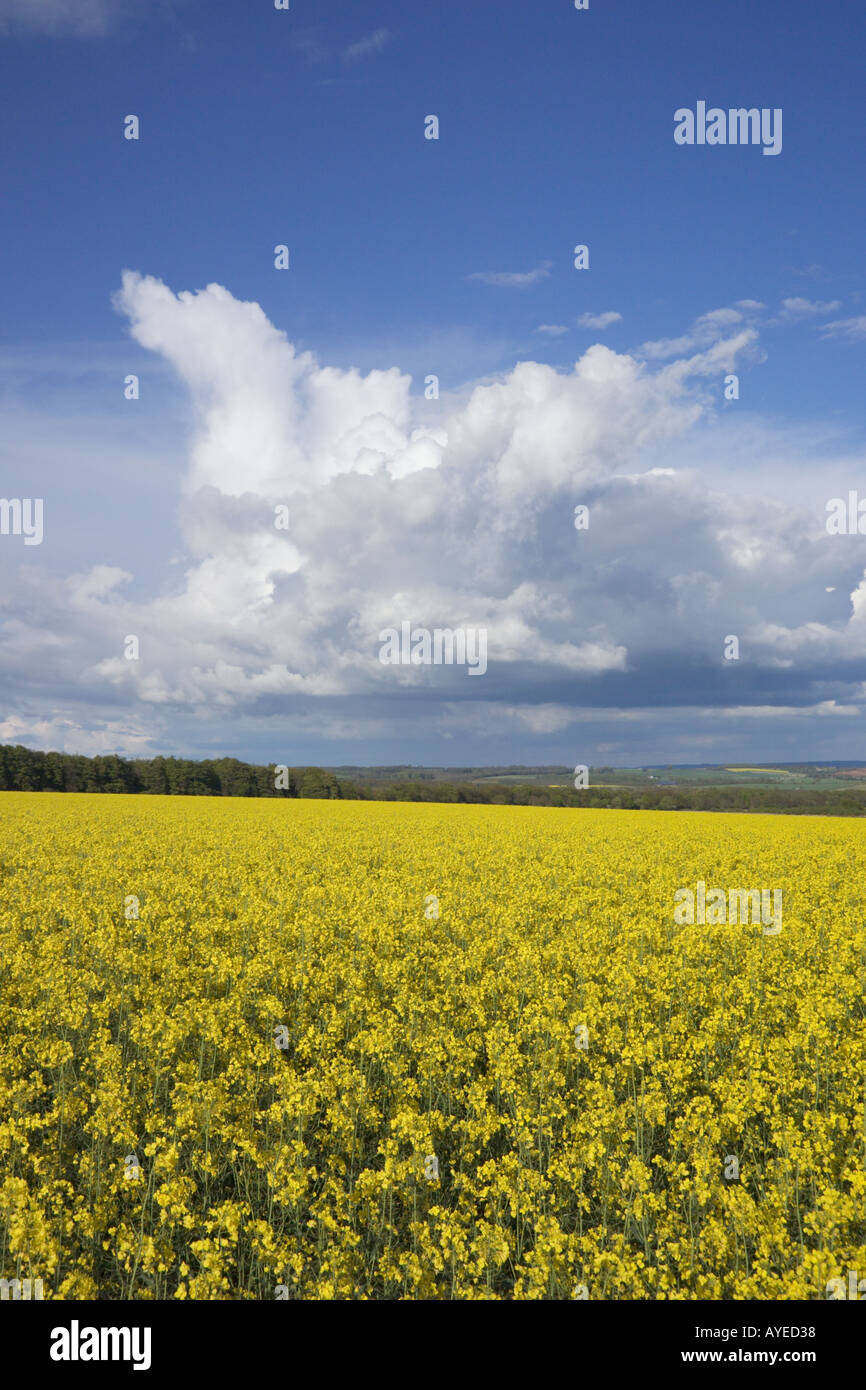Oil Seed Rape field Cotswolds Gloucestershire England Stock Photo - Alamy