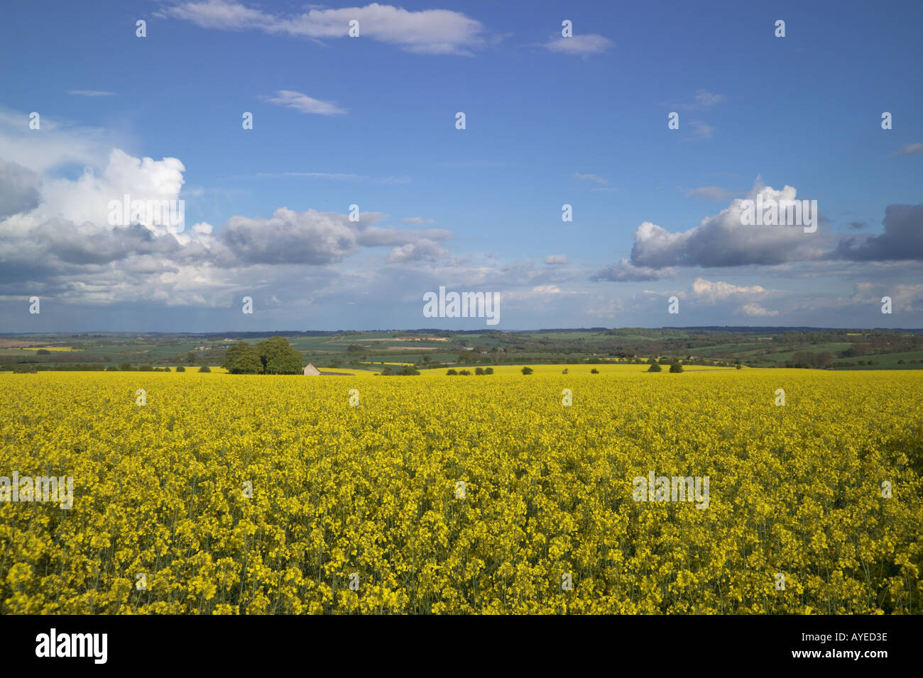 Oil Seed Rape field Cotswolds Gloucestershire England Stock Photo - Alamy