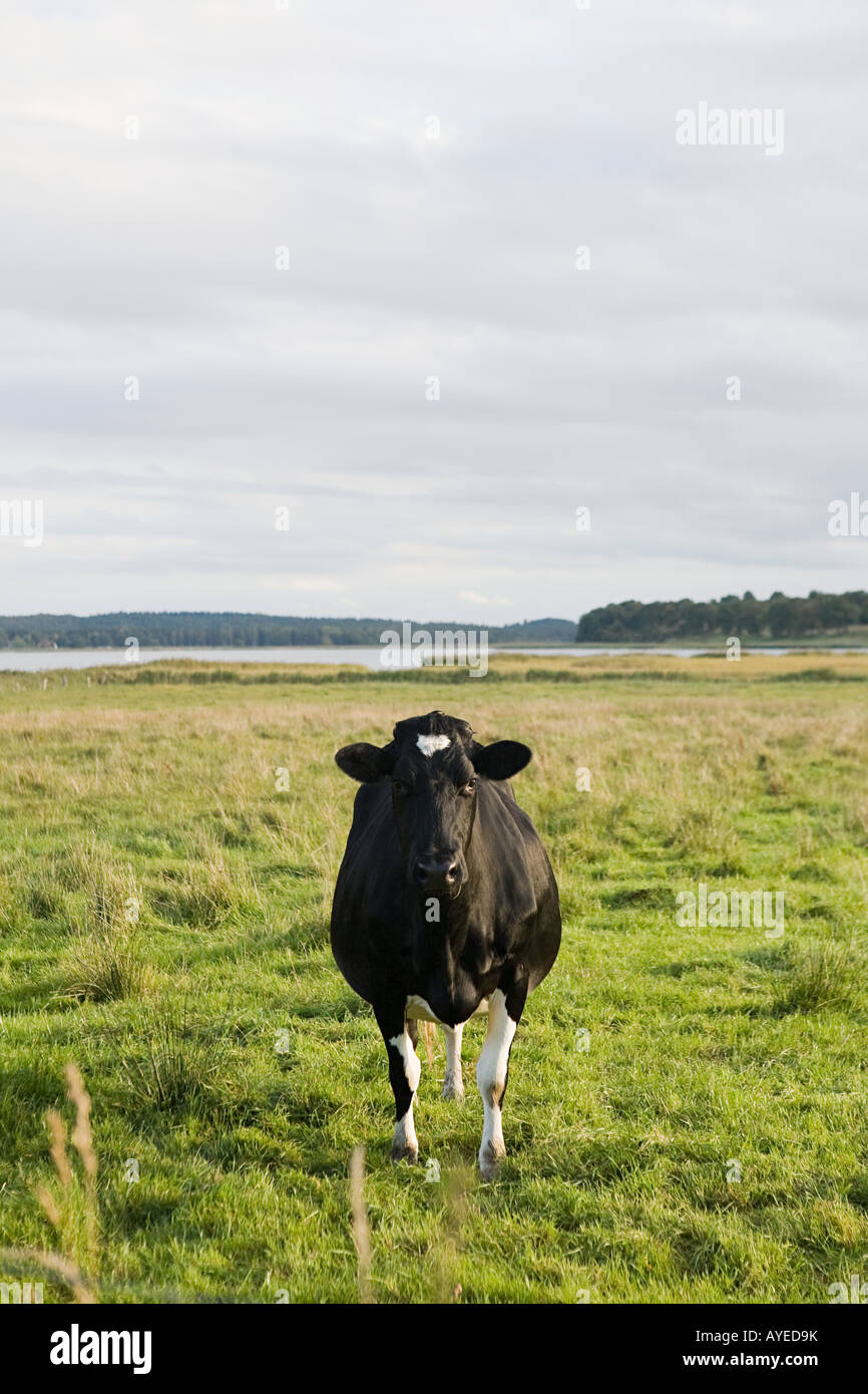 Cow in a field hi-res stock photography and images - Alamy