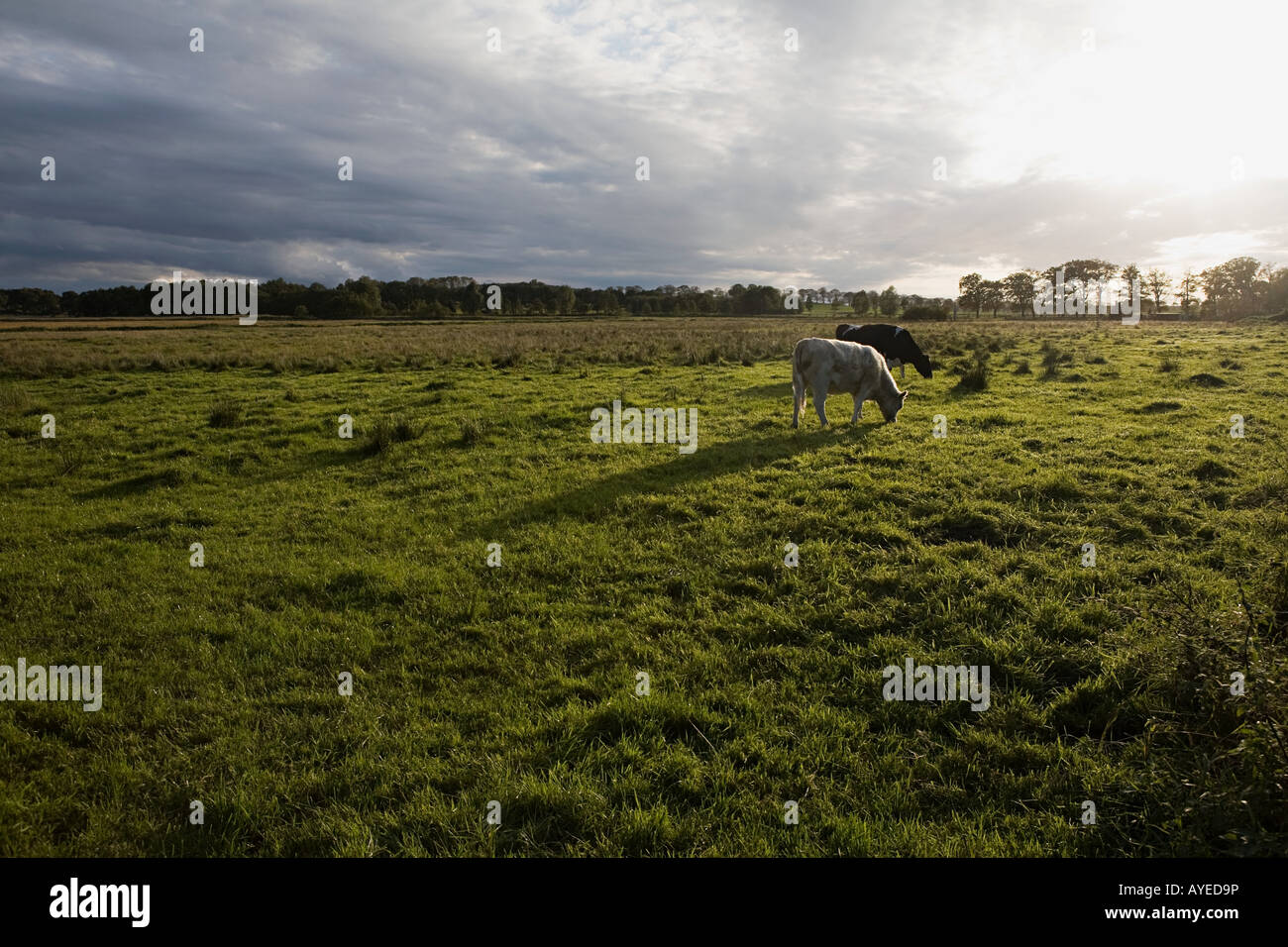 Cows grazing in field Stock Photo - Alamy