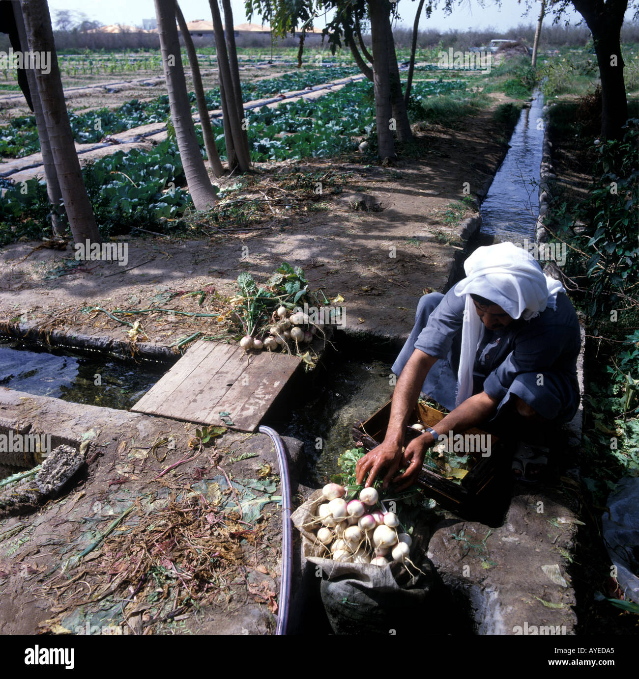 Bahrain agricultural gardens where vegetables are grown shaded by date palms Stock Photo Alamy