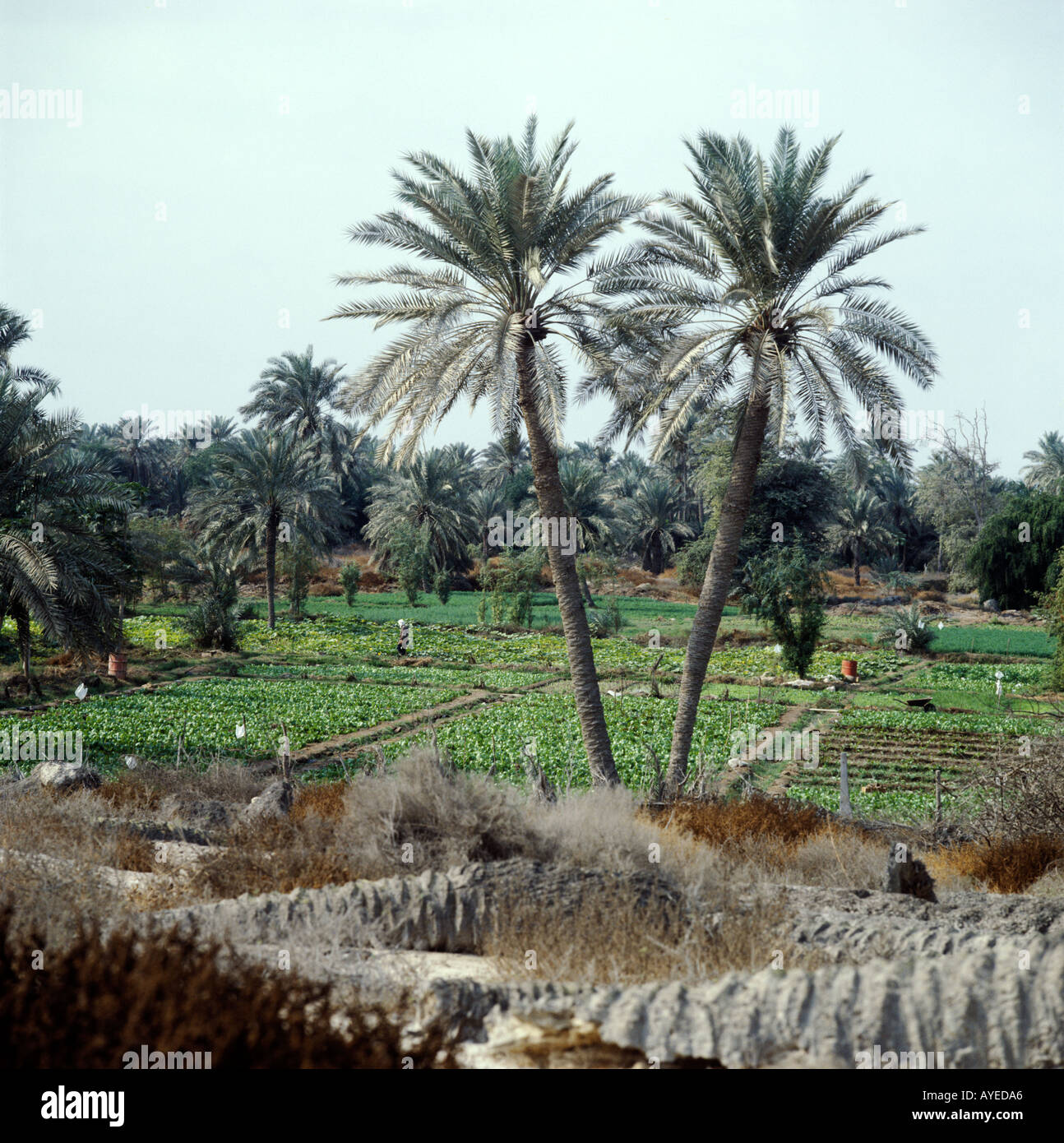 Bahrain date palms hires stock photography and images Alamy