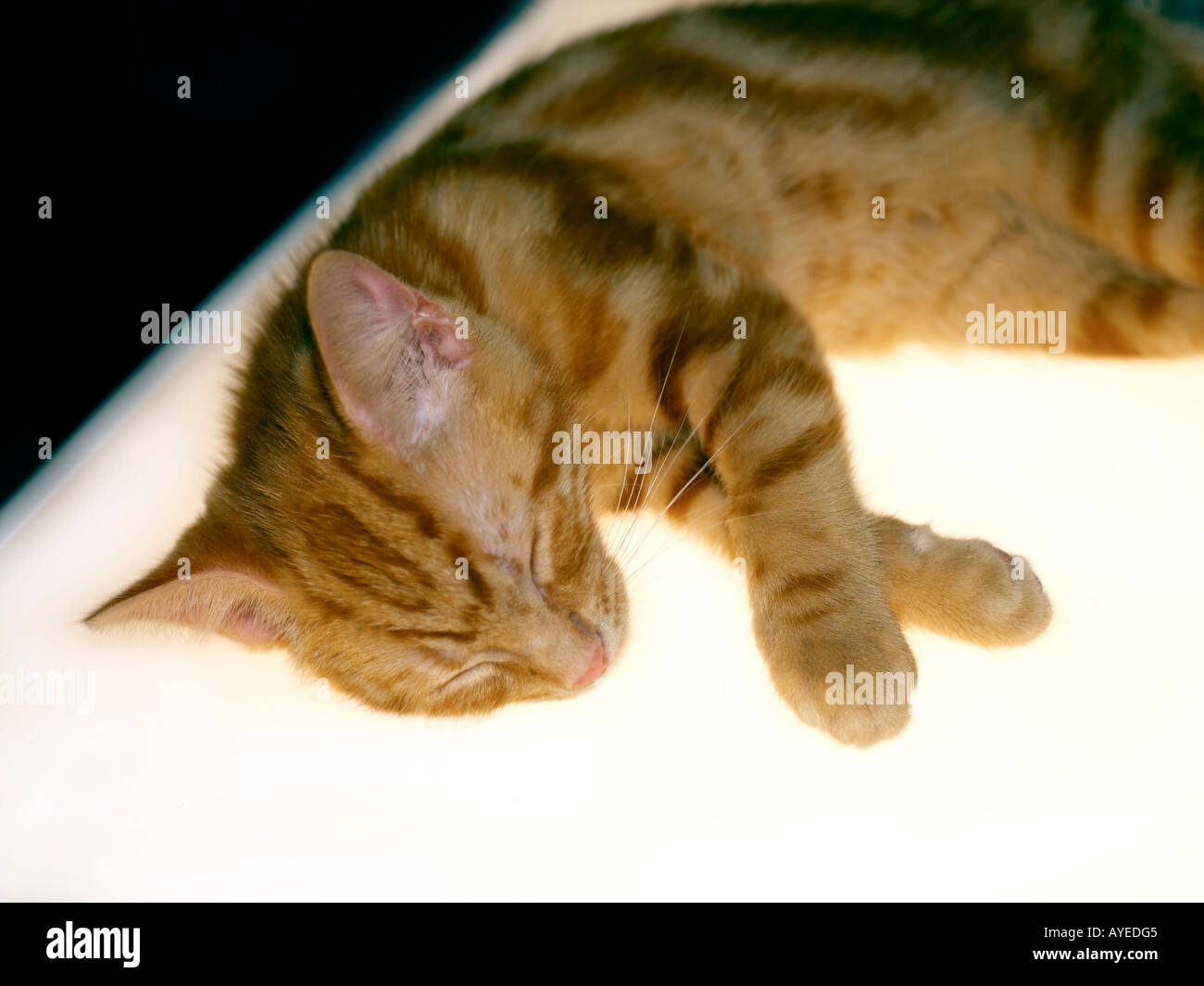 Three Month Old Ginger Kitten Asleep on Light Box Stock Photo