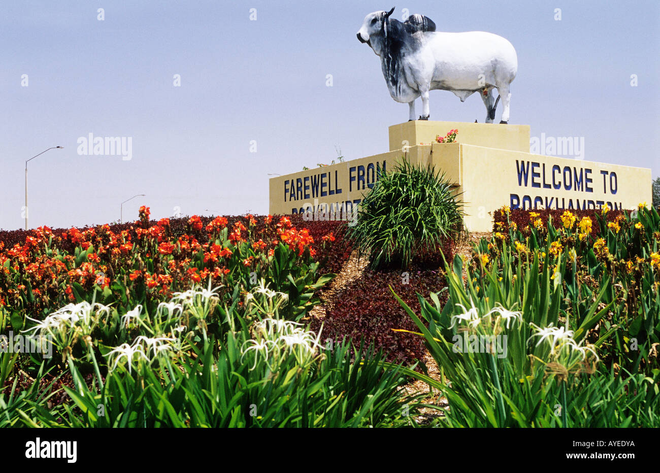 A huge bull statue on top of the to Rockhampton sign Stock