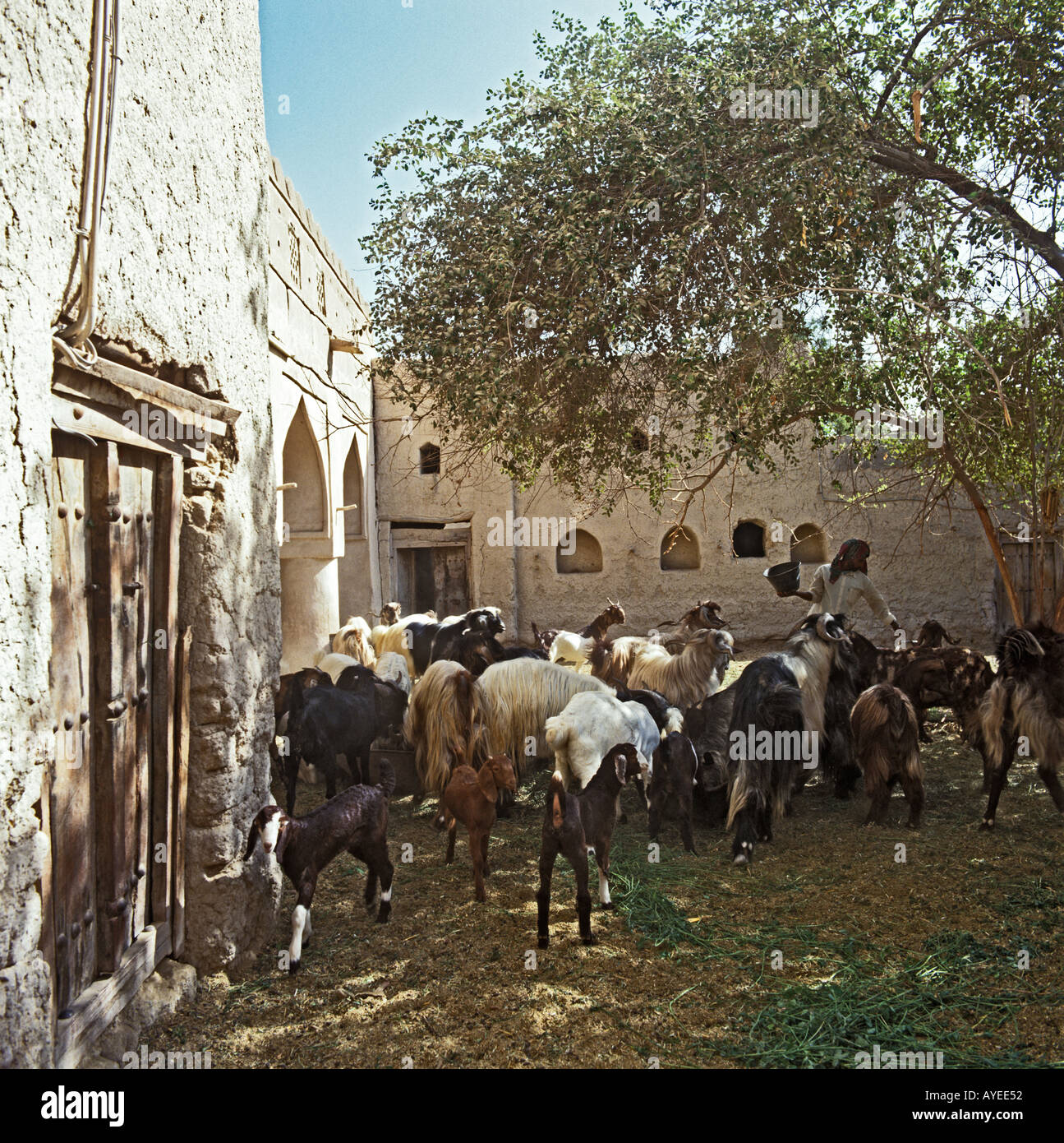 A goatherd with goats in the courtyard of an Omani village house Stock Photo