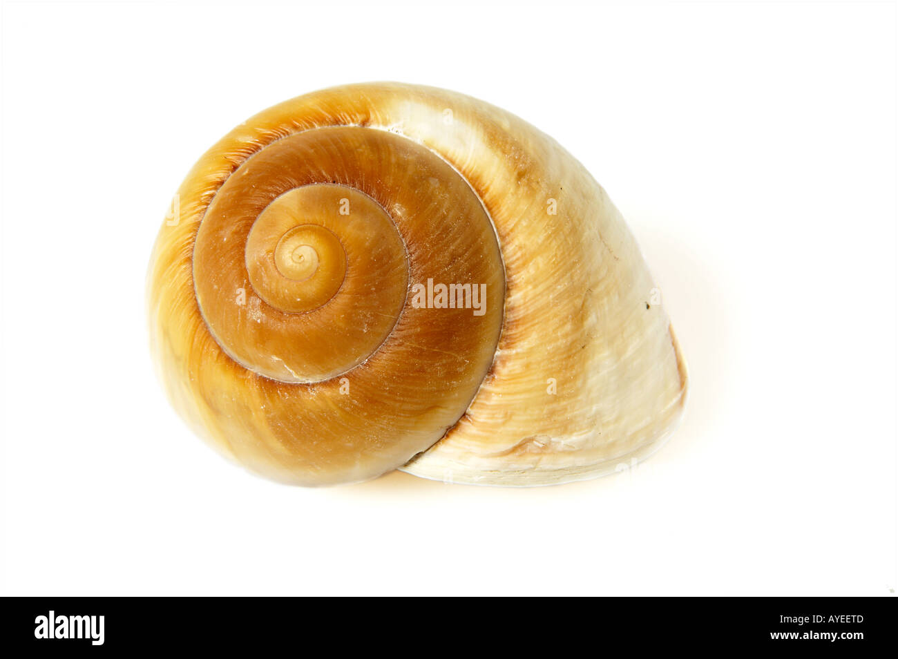 Spiral Sea Shell on white background Stock Photo