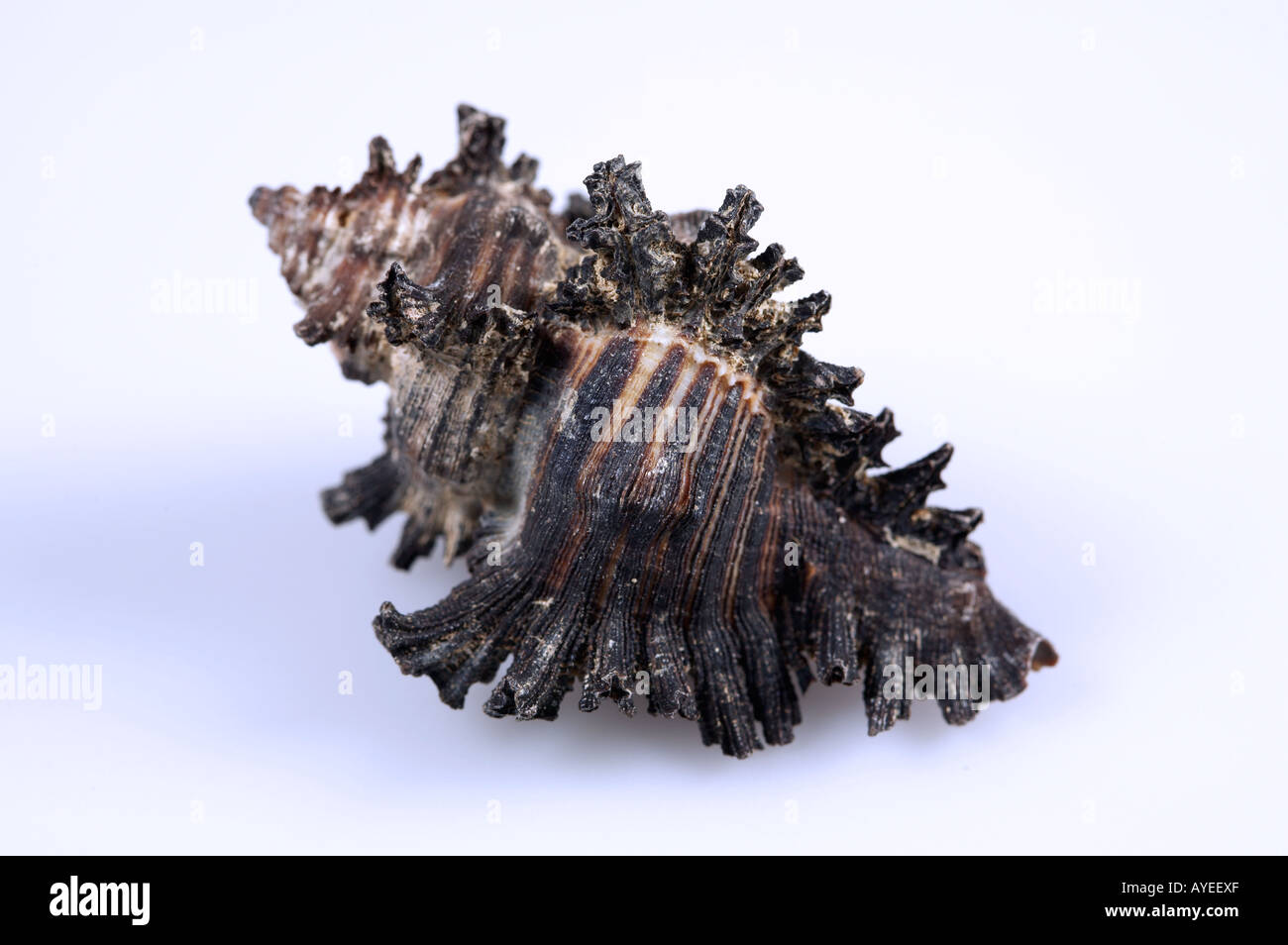 Closeup of dark stripey spiral seashell plain background Stock Photo
