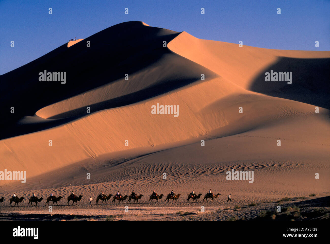 Camel caravan with sand dune at sunset Dunhuang Gansu Province Silk ...