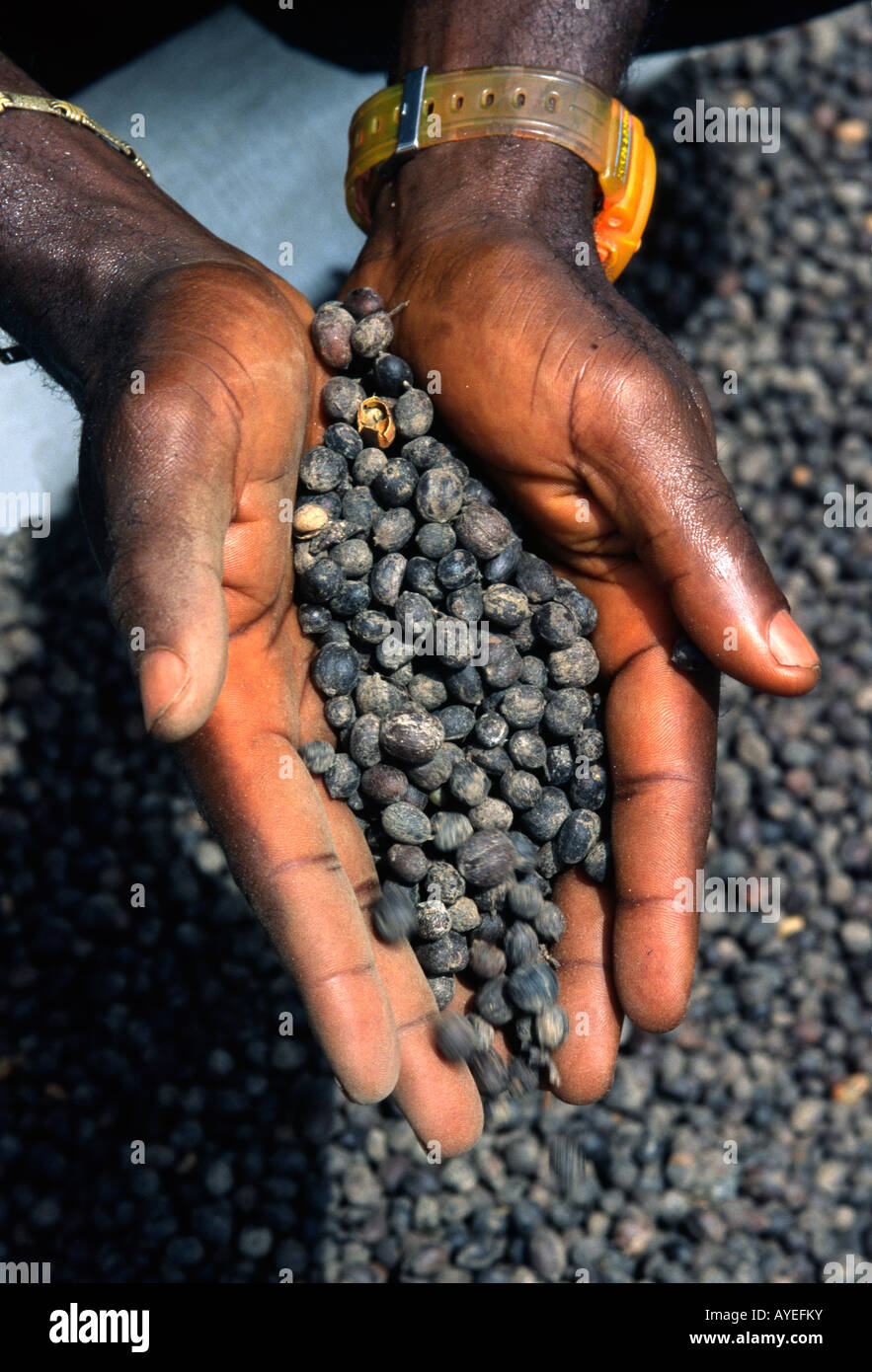 Cacao beans, Ivory Coast Stock Photo