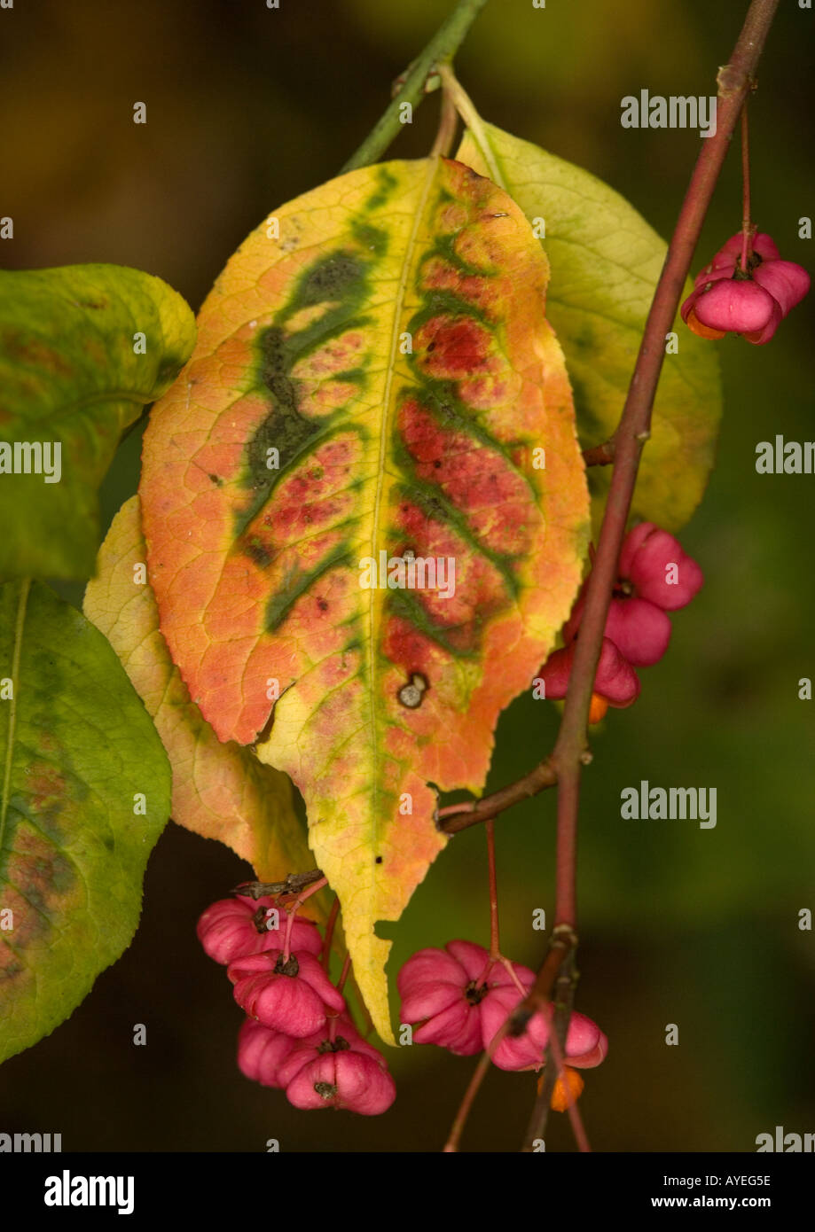 Spindle (Euonymus europaea) leaf and fruit, autumn, close-up Stock Photo