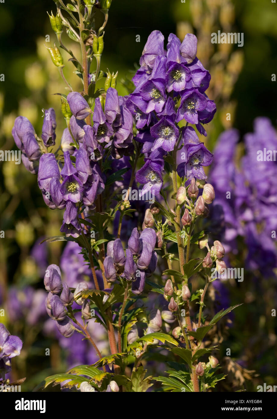 An east Asian monkshood, Aconitum carmichaelii, in flower