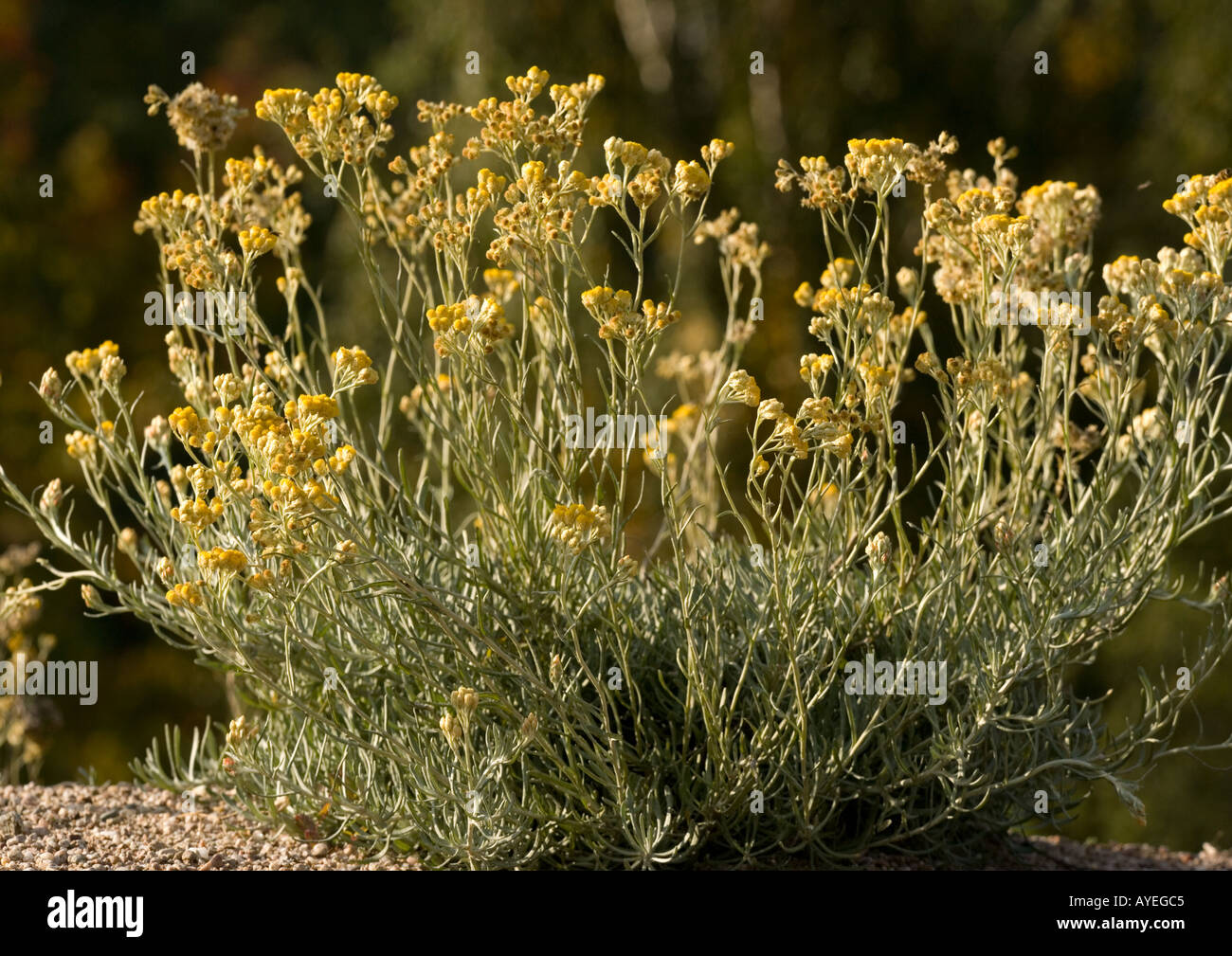 An uncommon everlasting occurs on sand dunes etc in west France; Helichrysum stoechas Stock Photo