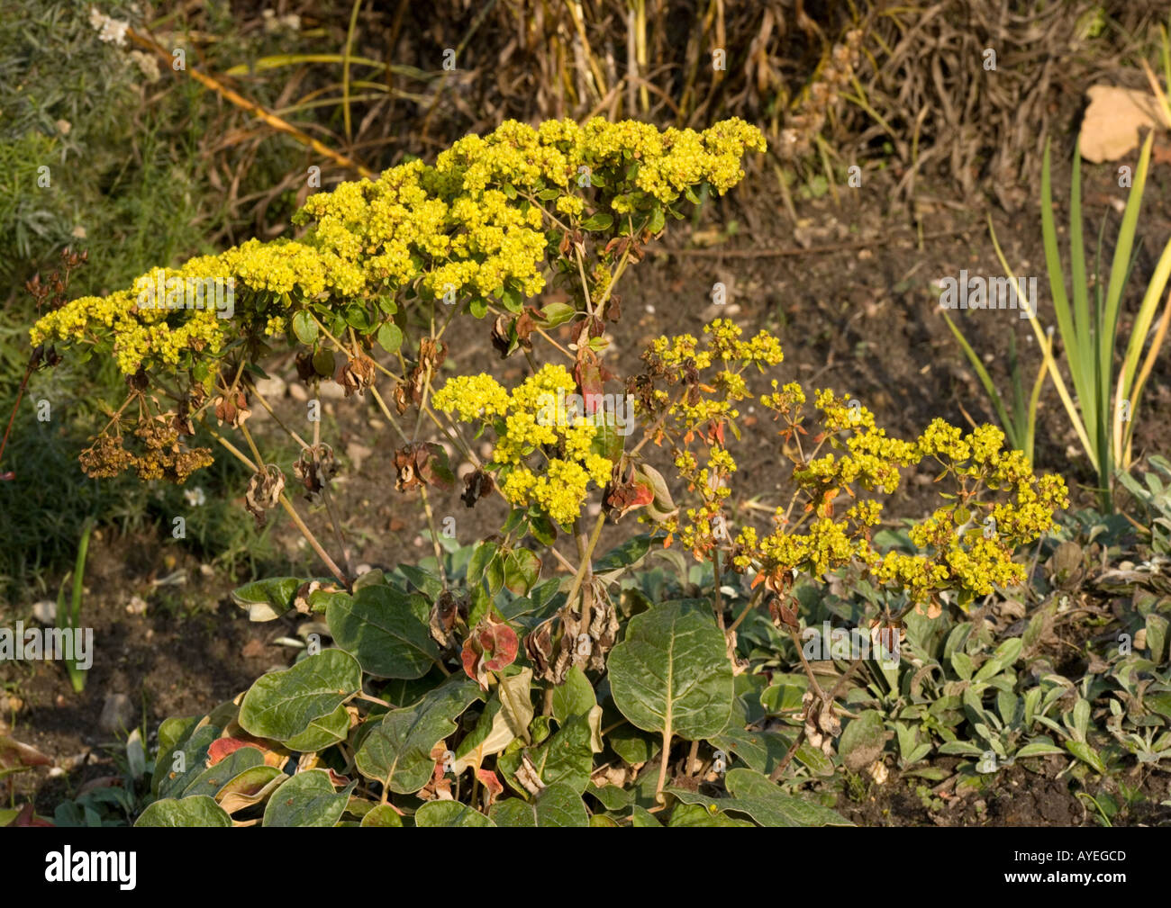 A north american buckwheat Eriogonum allenii Stock Photo