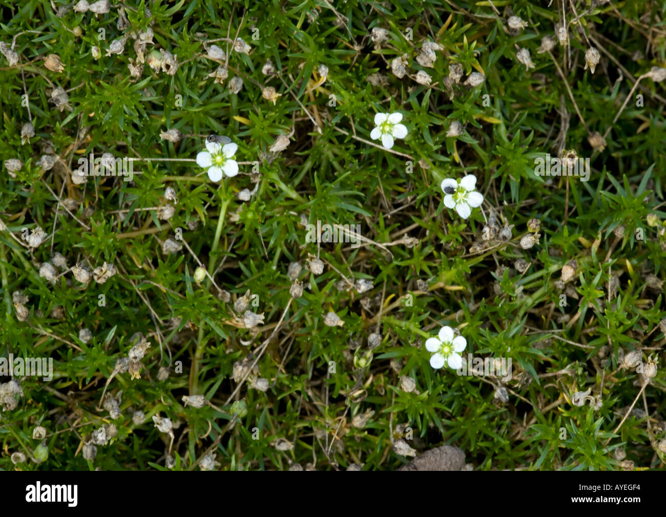 An endemic pearlwort from Corsica and Sardinia; Sagina pilifera Stock Photo