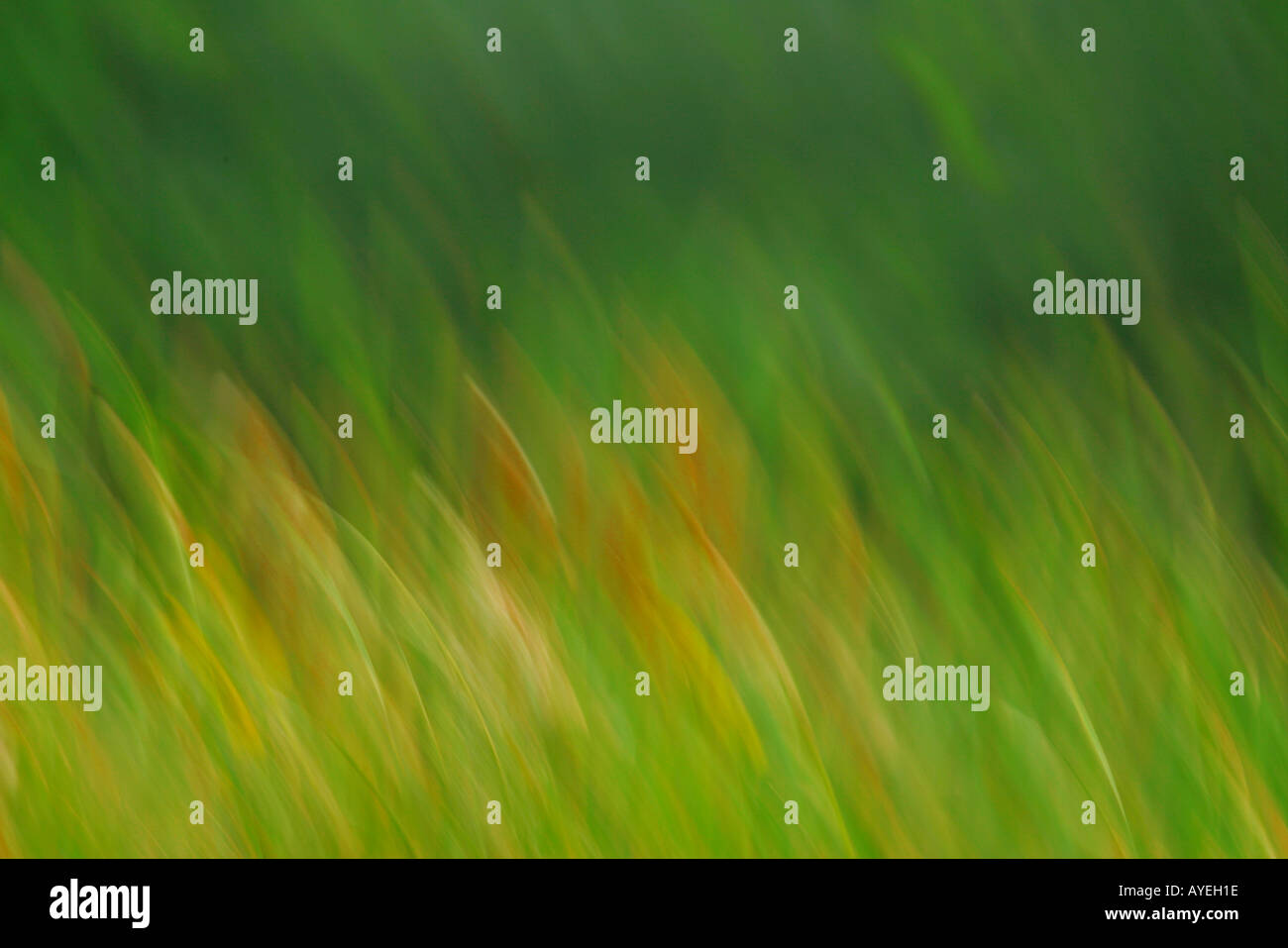 African grasses hi-res stock photography and images - Alamy