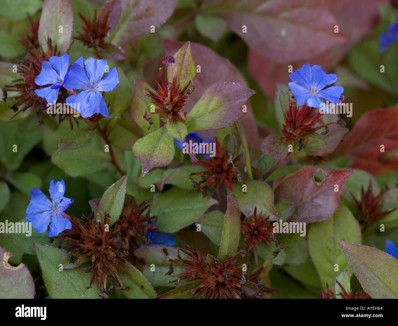 hardy blue-flowered leadwort, Ceratostigma plumbaginoides Stock Photo