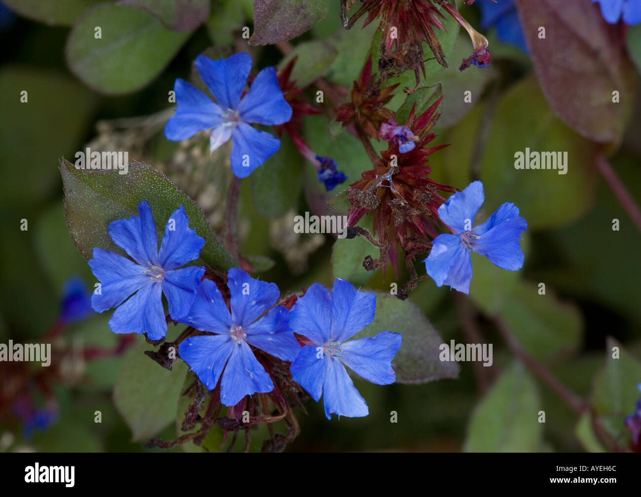 hardy blue-flowered leadwort, Ceratostigma plumbaginoides Stock Photo