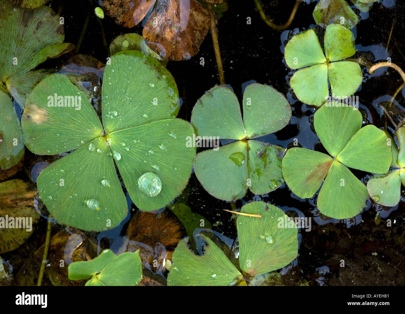 European waterclover (Marsilea quadrifolia) with 4 lobed leaves, close-up Stock Photo