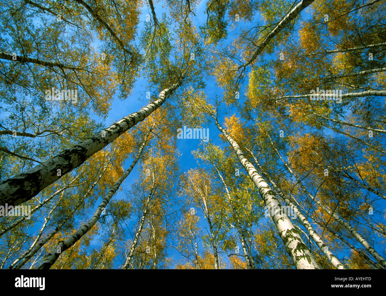 High white birch hi-res stock photography and images - Alamy