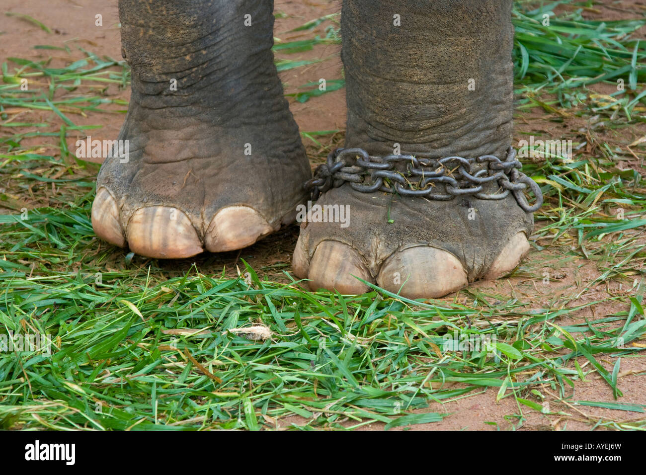 chained feet