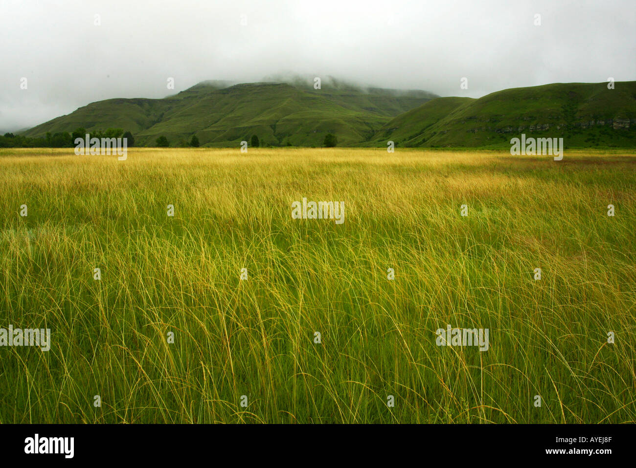 Fog mist grasses field rain hi-res stock photography and images - Alamy