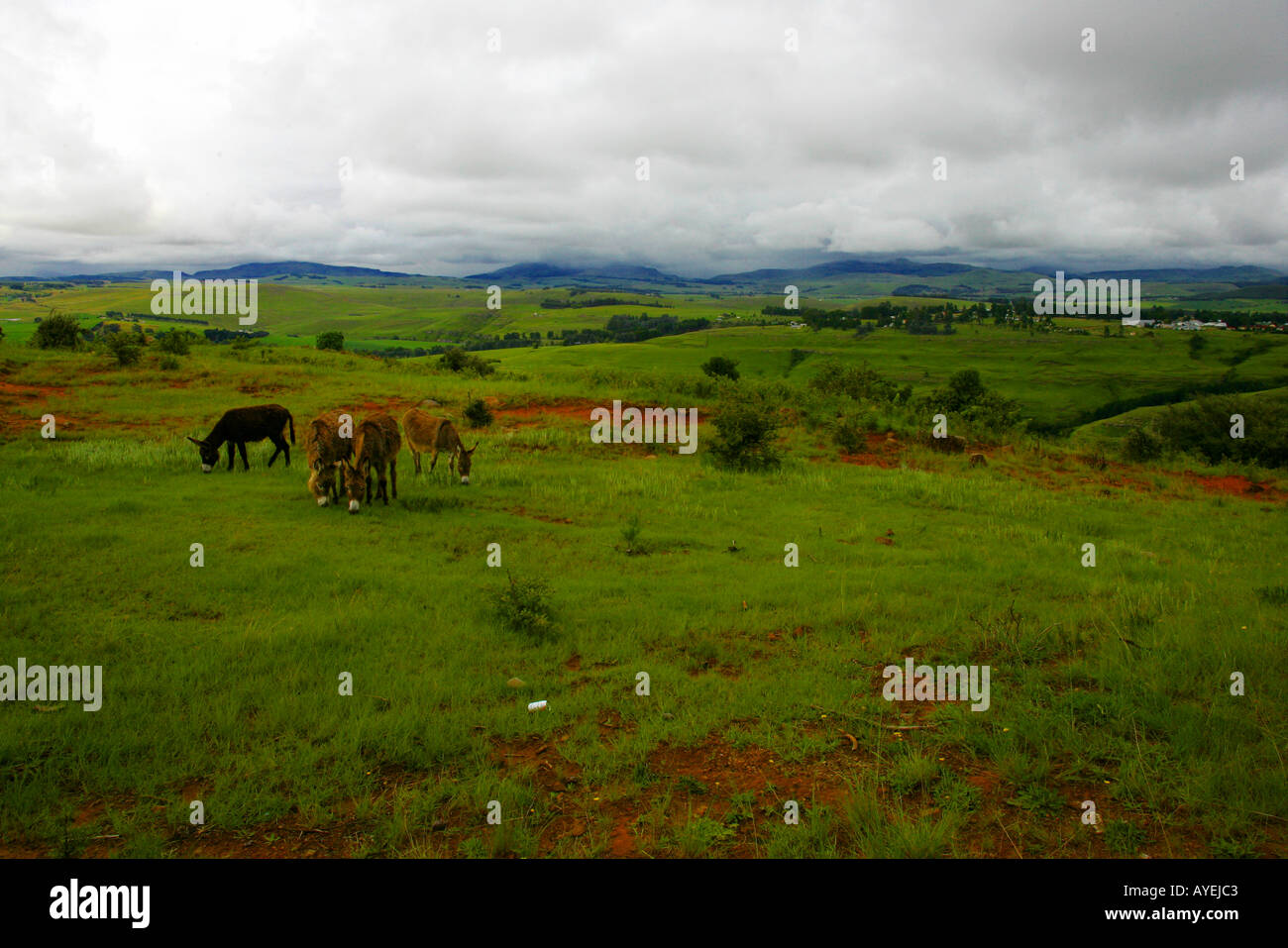 Fog mist grasses field rain hi-res stock photography and images - Alamy