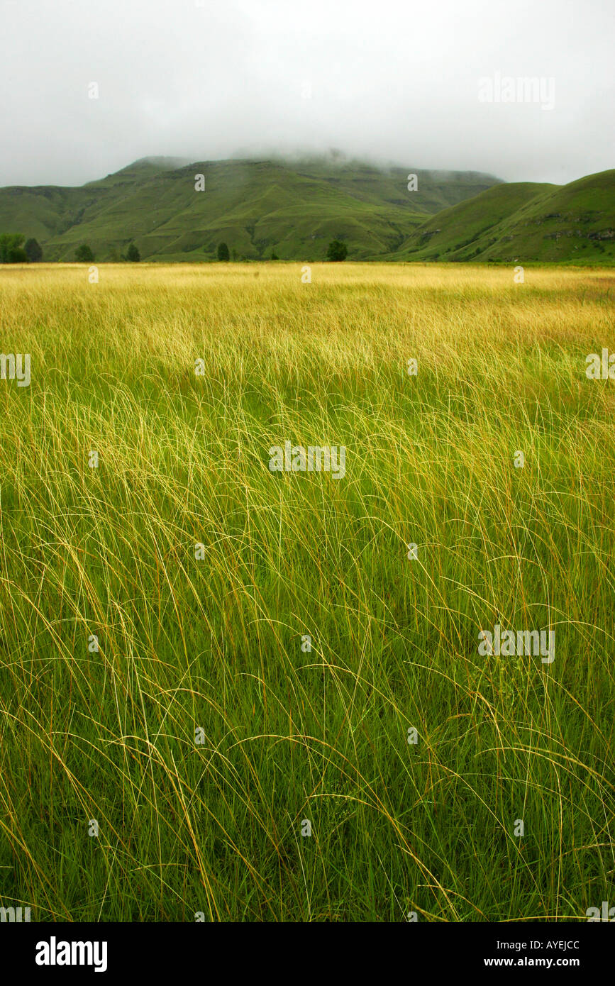Fog mist grasses field rain hi-res stock photography and images - Alamy