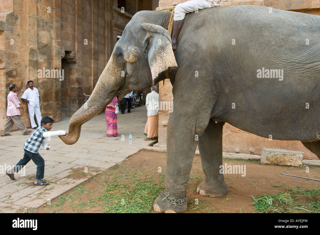 Indian Boy with Both Arms Broken Gives Money to Elephant for Blessing at Brihadishwara in Thanjavur South India Stock Photo