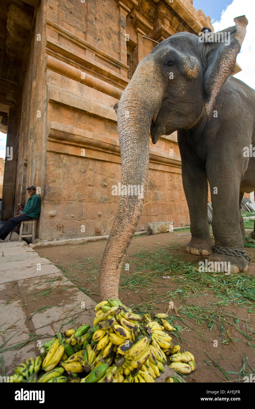 Elephant eating banana hires stock photography and images Alamy