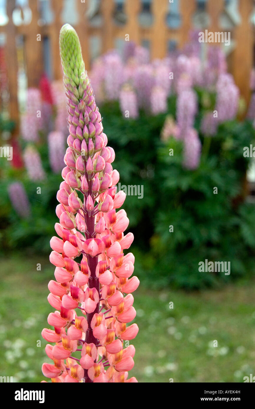 Lupin flower at Tolhuin Tierra del Fuego Argentia Stock Photo