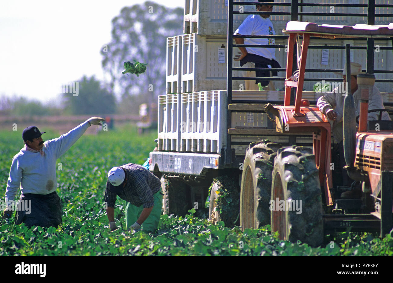 Imperial valley farm hires stock photography and images Alamy