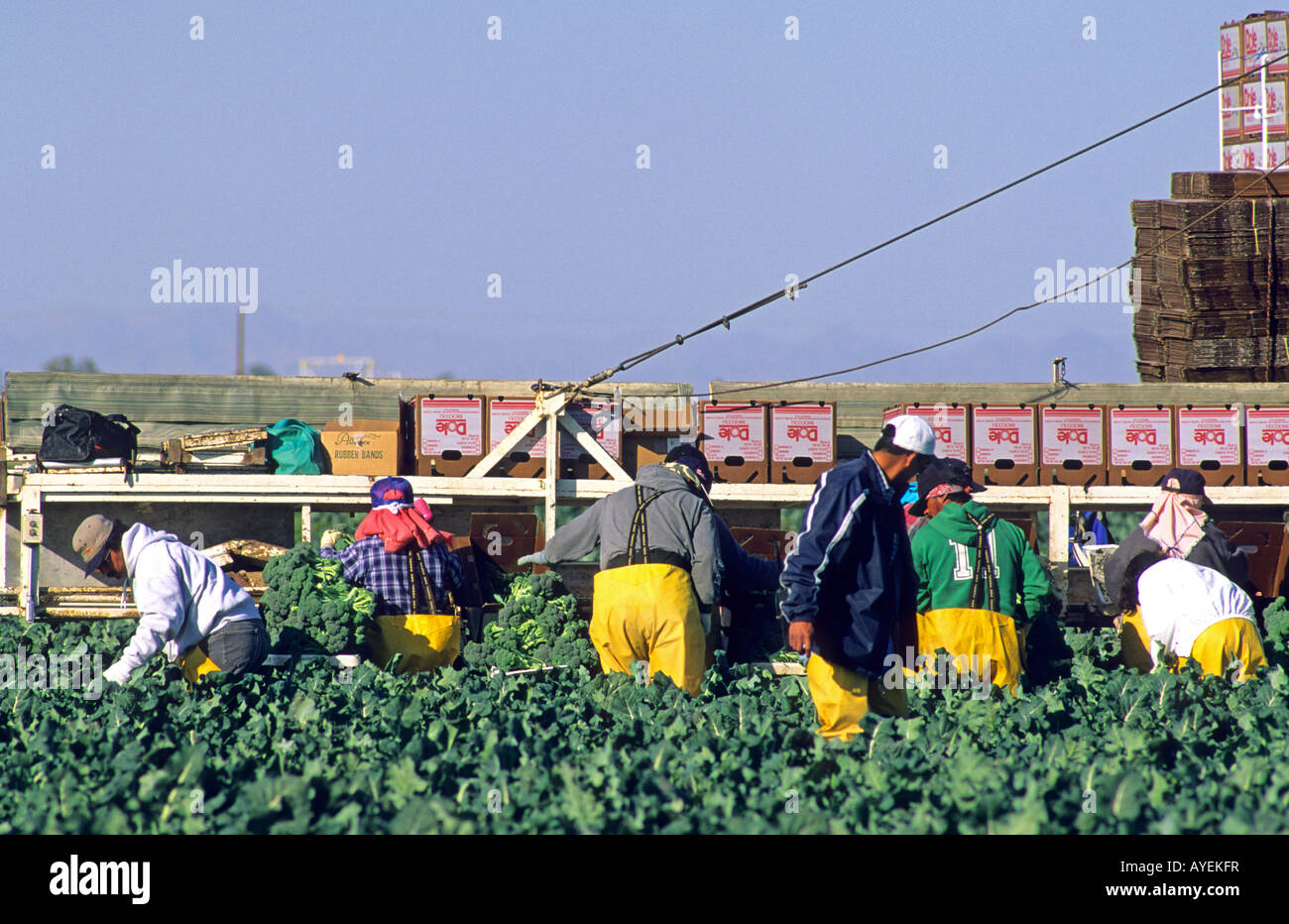 Imperial valley farm hires stock photography and images Alamy