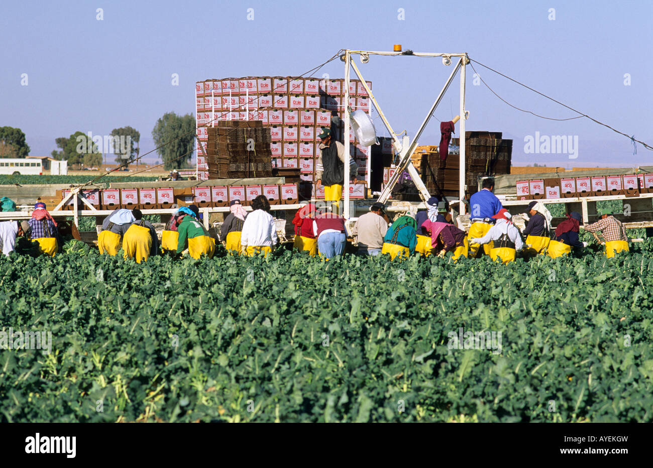 Imperial valley farm hires stock photography and images Alamy