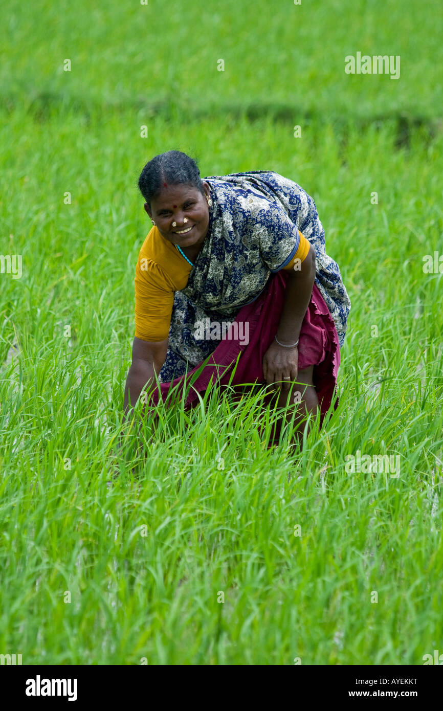 Women Working in a Rice Field in Gingee in Tamil Nadu South India Stock