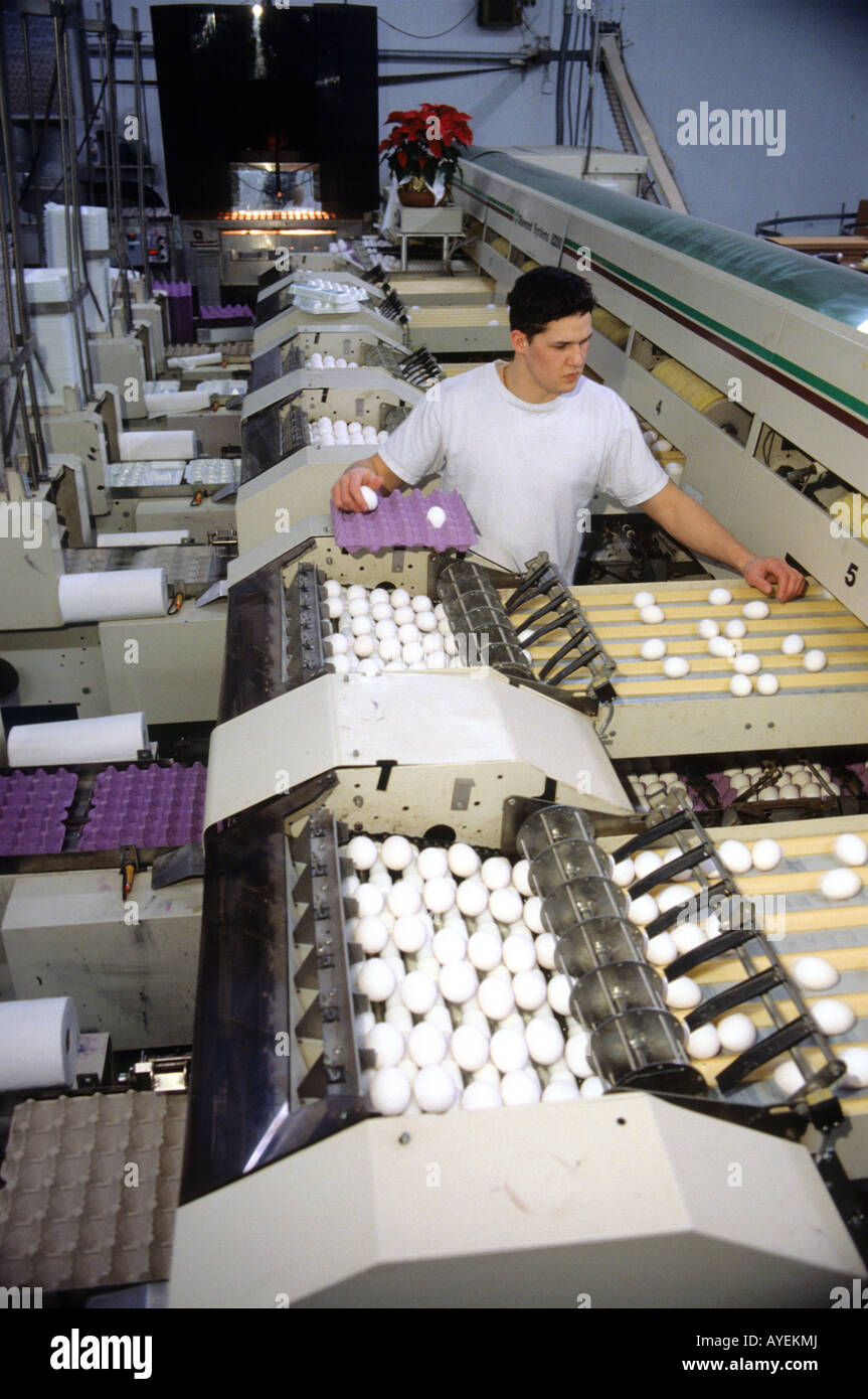 Modern chicken egg grading machine Stock Photo Alamy