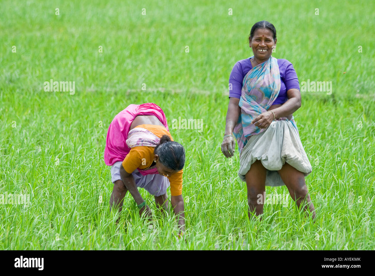 Women Working in a Rice Field in Gingee in Tamil Nadu South India Stock