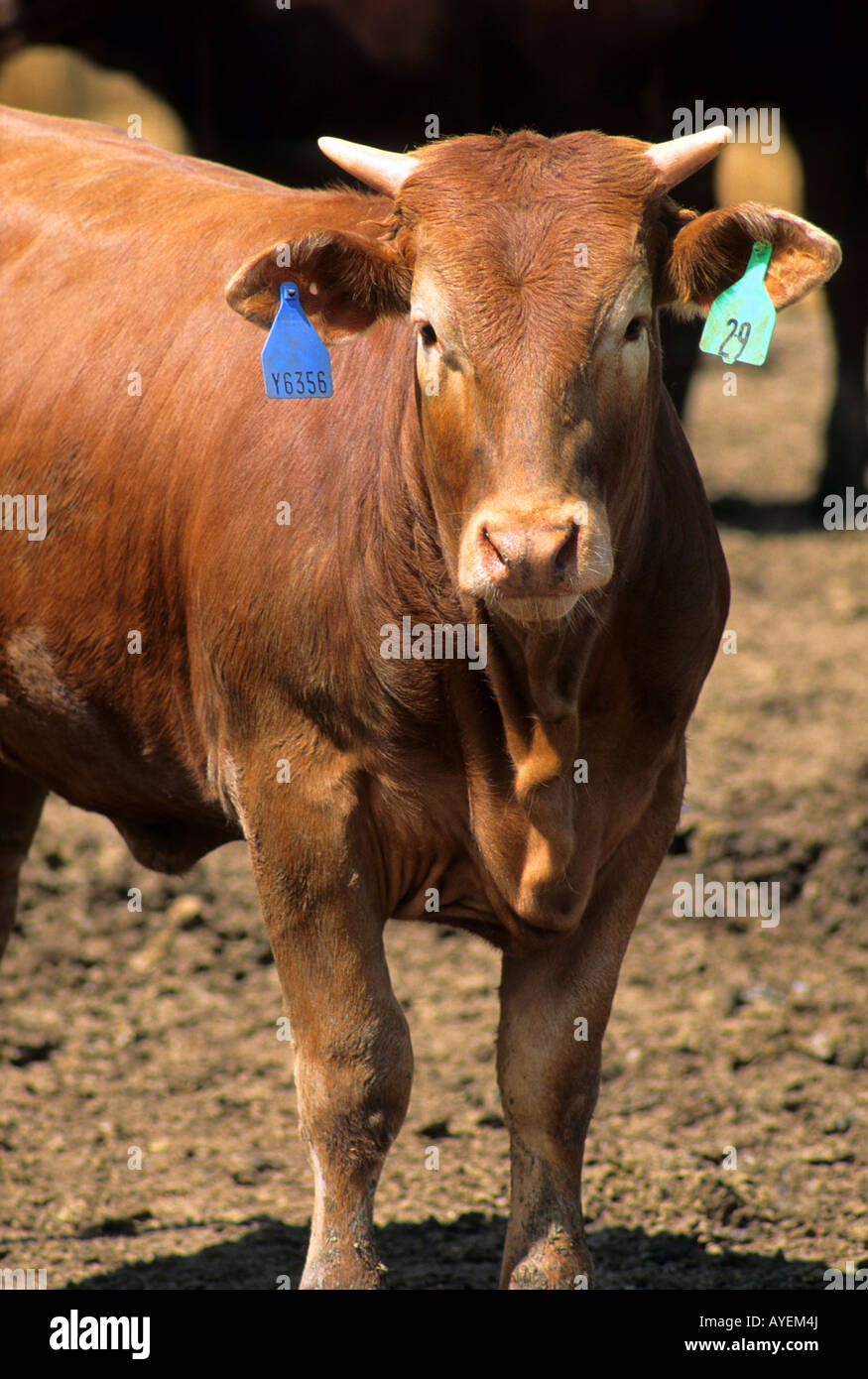 Beef steer with eartags on a feedlot Stock Photo Alamy