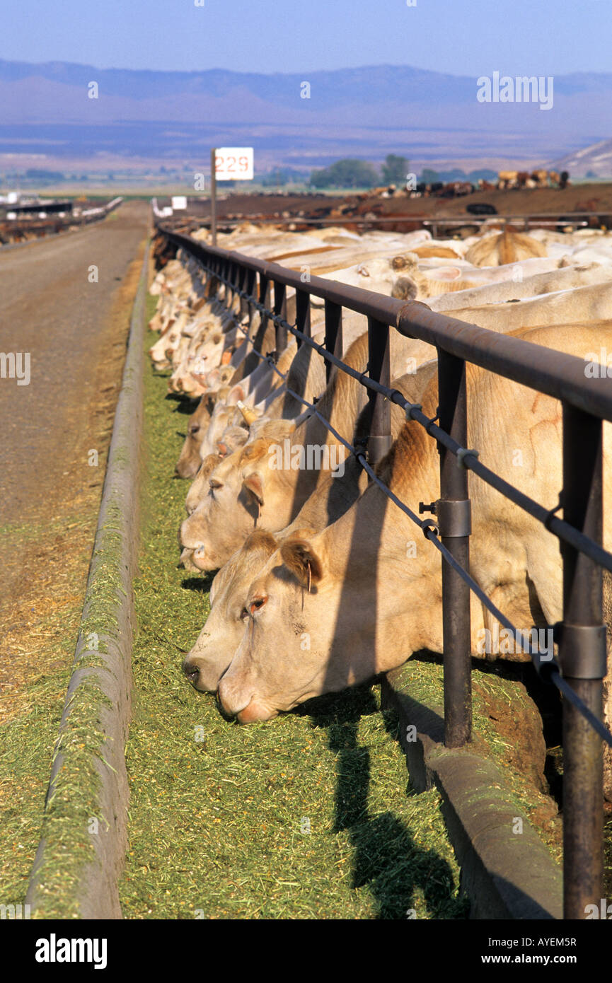 Cattle eat at a feedlot in Grandview Idaho Stock Photo Alamy