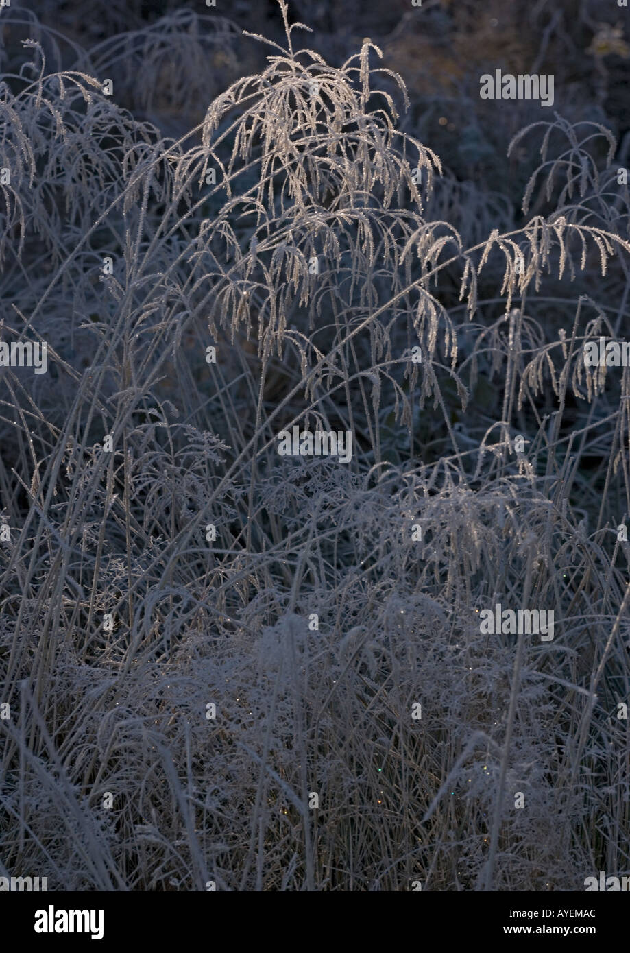 Frosted tufted hair grass (Deschampsia), full frame' Stock Photo